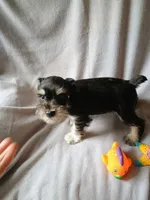 Derek , a male Miniature Schnauzer for sale in Windsor, NY – 3 of 5