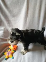 Derek , a male Miniature Schnauzer for sale in Windsor, NY – 4 of 5