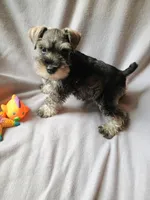 Dave, a male Miniature Schnauzer for sale in Windsor, NY – 6 of 6