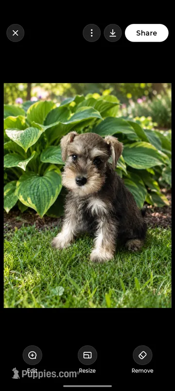 Doug – Miniature Schnauzer puppy for sale in Windsor, NY