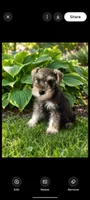 Doug, a male Miniature Schnauzer for sale in Windsor, NY – 1 of 5