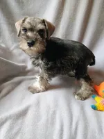 Dave, a male Miniature Schnauzer for sale in Windsor, NY – 2 of 6