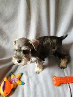 Doug, a male Miniature Schnauzer for sale in Windsor, NY – 4 of 5