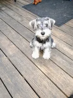 Ted, a male Miniature Schnauzer for sale in Windsor, NY – 4 of 4