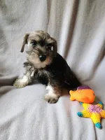 Dave, a male Miniature Schnauzer for sale in Windsor, NY – 3 of 6