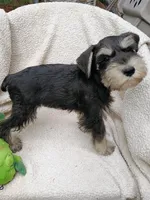Moe, a male Miniature Schnauzer for sale in Citra, FL – Photo 4 of 5