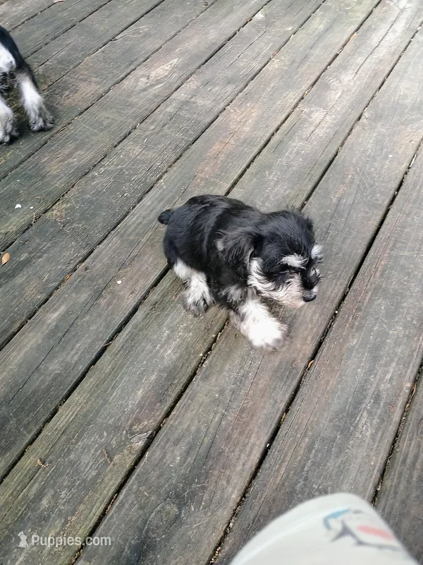 Moe – Miniature Schnauzer puppy for sale in Citra, FL