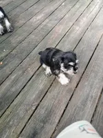 Moe, a male Miniature Schnauzer for sale in Citra, FL – Photo 1 of 5