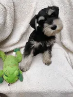 Moe, a male Miniature Schnauzer for sale in Citra, FL – Photo 2 of 5