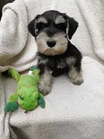 Moe, a male Miniature Schnauzer for sale in Citra, FL – Photo 3 of 5
