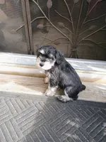 Moe, a male Miniature Schnauzer for sale in Citra, FL – Photo 5 of 5