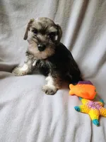 Dave, a male Miniature Schnauzer for sale in Windsor, NY – 4 of 6
