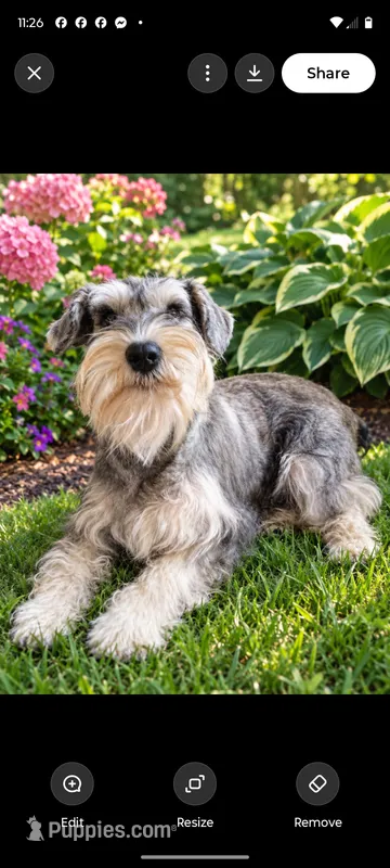 Ted – Miniature Schnauzer puppy for sale in Windsor, NY