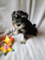 Derek , a male Miniature Schnauzer for sale in Windsor, NY – 2 of 5