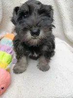 Sam, a female Miniature Schnauzer for sale in Citra, FL – Photo 2 of 5