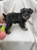 Sam, a female Miniature Schnauzer for sale in Citra, FL – Photo 3 of 5