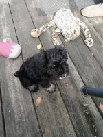 Sam, a female Miniature Schnauzer for sale in Citra, FL – Photo 5 of 5
