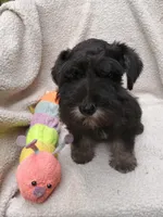 Sam, a female Miniature Schnauzer for sale in Citra, FL – Photo 1 of 5