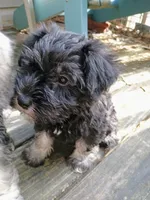 Sam, a female Miniature Schnauzer for sale in Citra, FL – Photo 4 of 5