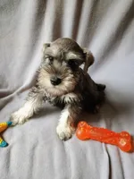 Doug, a male Miniature Schnauzer for sale in Windsor, NY – 3 of 5