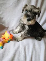 Dave, a male Miniature Schnauzer for sale in Windsor, NY – 5 of 6