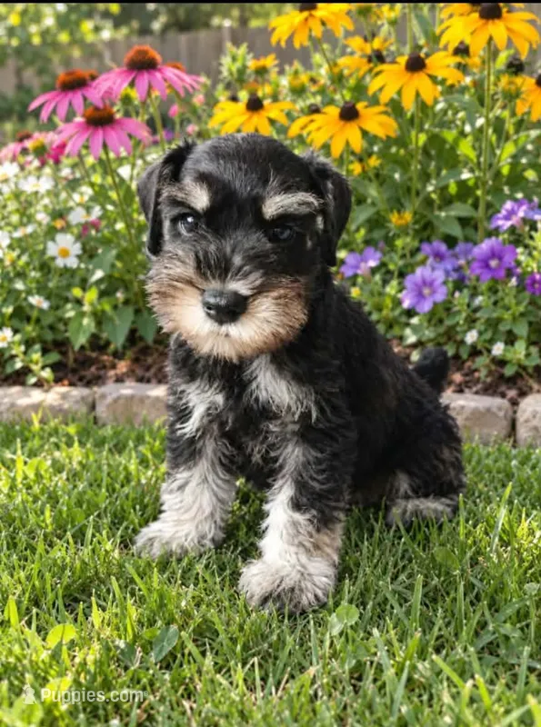 Derek  – Miniature Schnauzer puppy for sale in Windsor, NY