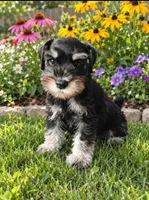 Derek , a male Miniature Schnauzer for sale in Windsor, NY – 1 of 5