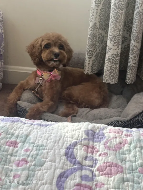 Mali Coco – Cavapoo puppy for sale in Stafford, VA
