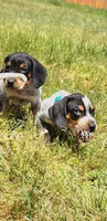Baby Blue, a male English Coonhound for sale in Lincolnton, NC – Photo 4 of 9