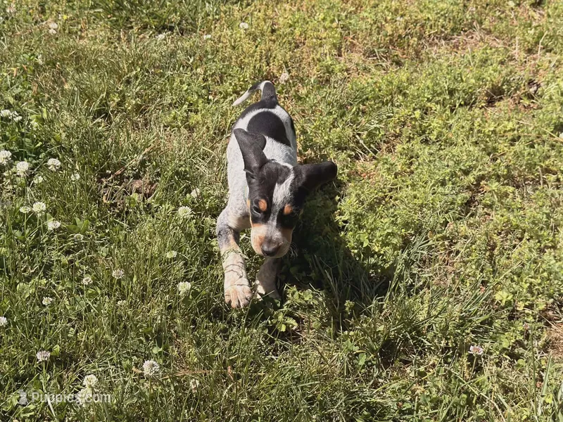 Baby Blue – English Coonhound puppy for sale in Lincolnton, NC