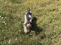 Baby Blue, a male English Coonhound for sale in Lincolnton, NC – Photo 1 of 9