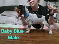 Baby Blue, a male English Coonhound for sale in Lincolnton, NC – Photo 3 of 9