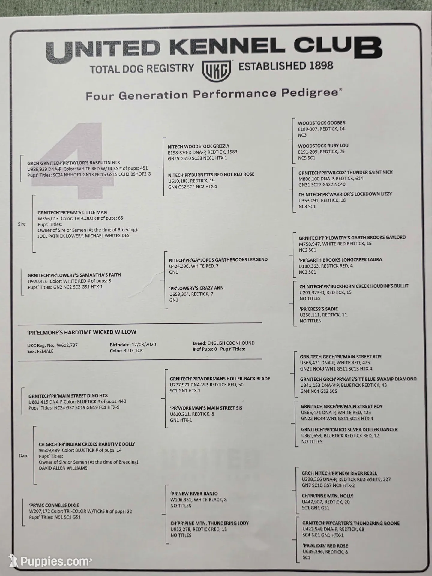 Green , a male English Coonhound for sale in Lincolnton, NC – Photo 9 of 9