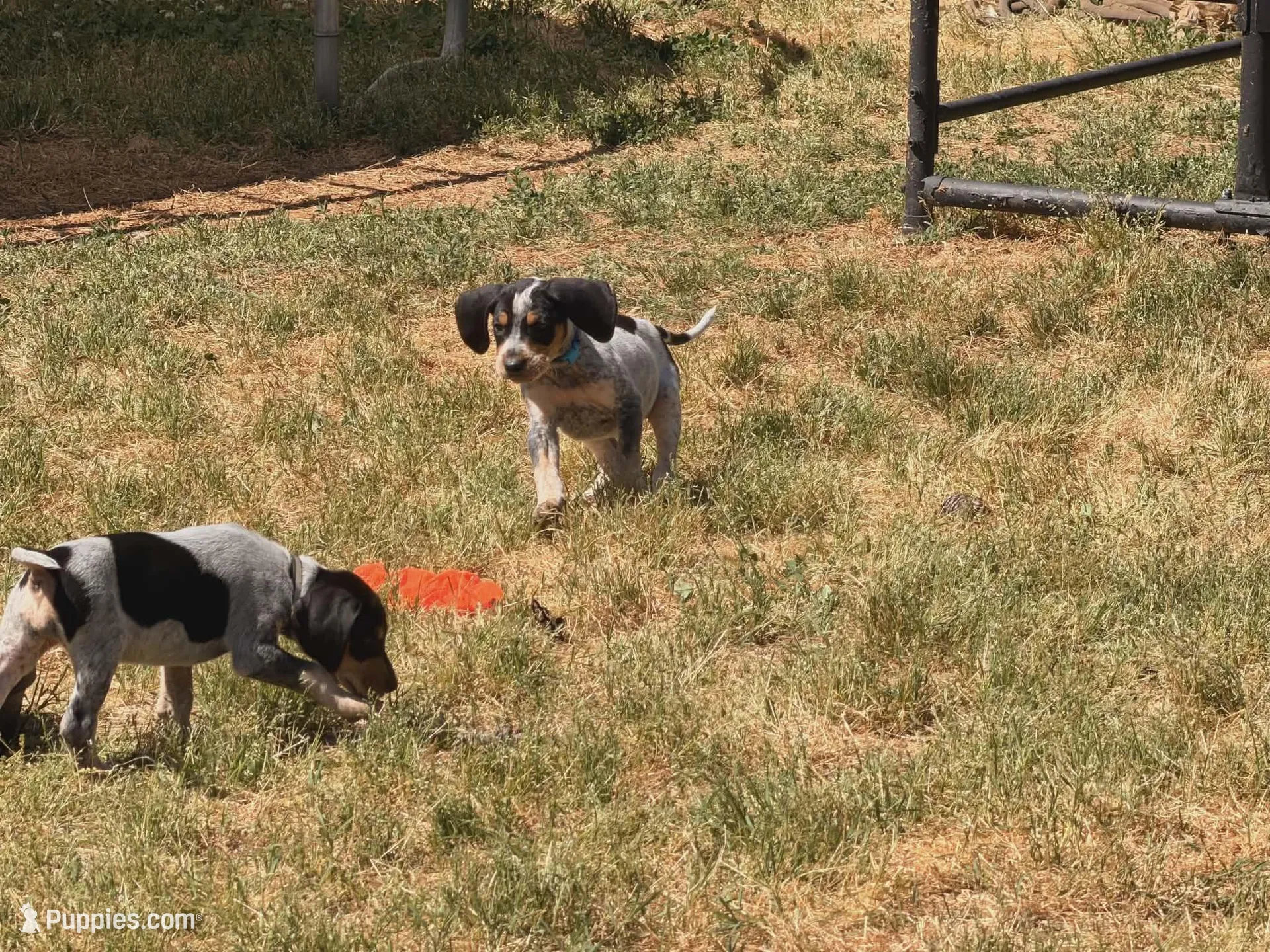 Baby Blue, a male English Coonhound for sale in Lincolnton, NC – Photo 2 of 9