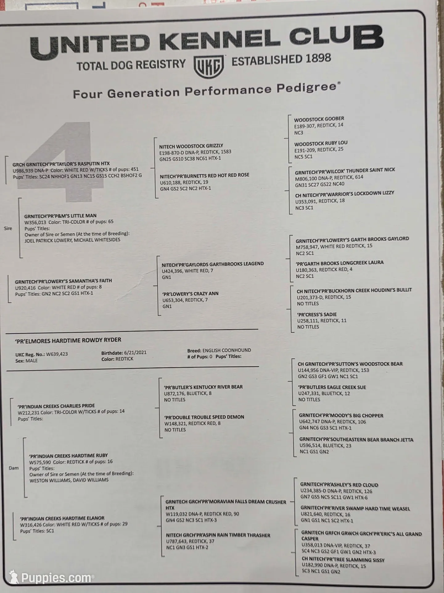 gold, a female English Coonhound for sale in Lincolnton, NC – Photo 8 of 9