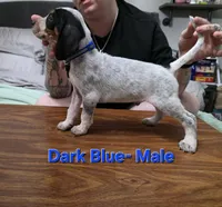 Dark Blue, a male English Coonhound for sale in Lincolnton, NC – Photo 3 of 9