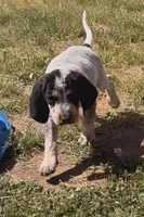 Dark Blue, a male English Coonhound for sale in Lincolnton, NC – Photo 2 of 9