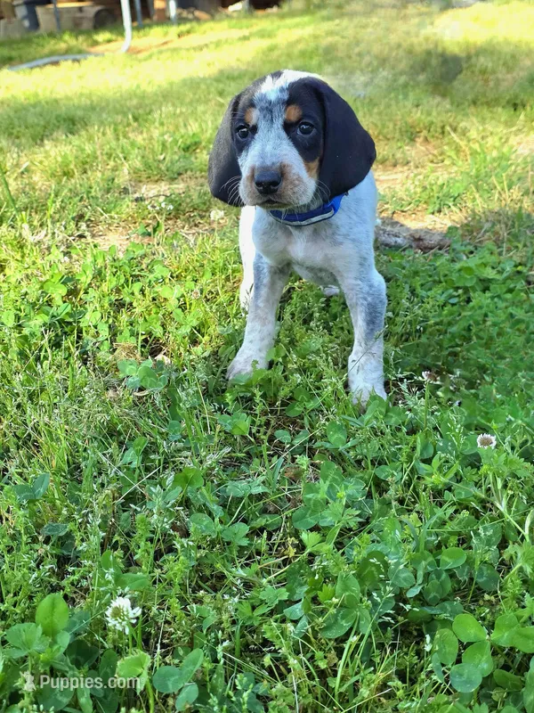 Dark Blue – English Coonhound puppy for sale in Lincolnton, NC