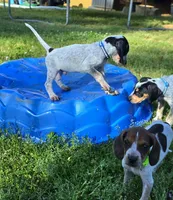 Dark Blue, a male English Coonhound for sale in Lincolnton, NC – Photo 4 of 9
