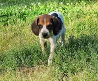 Green , a male English Coonhound for sale in Lincolnton, NC – Photo 4 of 9