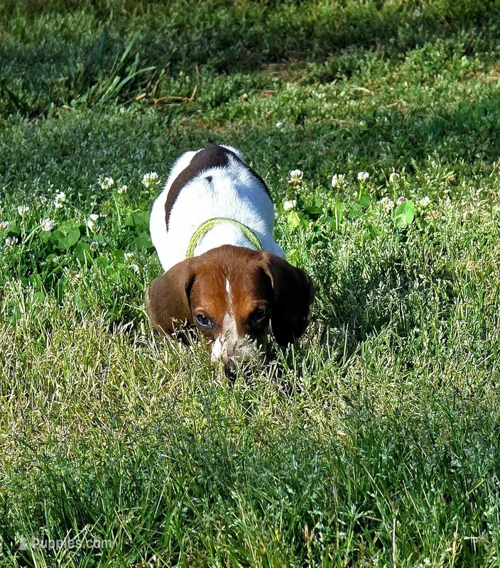 Green  – English Coonhound puppy for sale in Lincolnton, NC