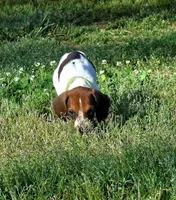 Green , a male English Coonhound for sale in Lincolnton, NC – Photo 1 of 9