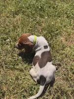 Green , a male English Coonhound for sale in Lincolnton, NC – Photo 3 of 9