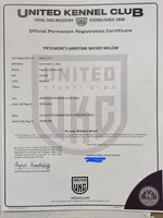 gold, a female English Coonhound for sale in Lincolnton, NC – Photo 9 of 9