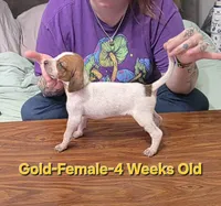 gold, a female English Coonhound for sale in Lincolnton, NC – Photo 2 of 9