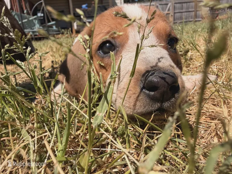 gold – English Coonhound puppy for sale in Lincolnton, NC