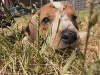 gold, a female English Coonhound for sale in Lincolnton, NC – Photo 1 of 9