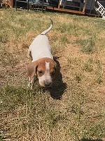 gold, a female English Coonhound for sale in Lincolnton, NC – Photo 3 of 9