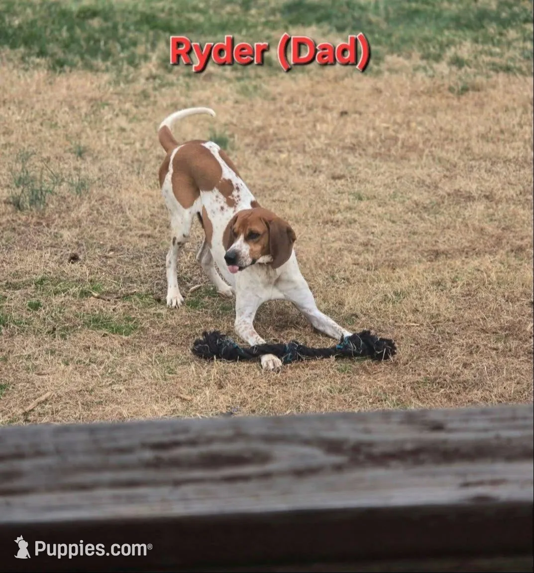 gold, a female English Coonhound for sale in Lincolnton, NC – Photo 5 of 9