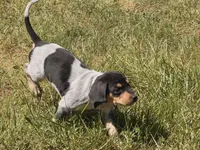 Black, a female English Coonhound for sale in Lincolnton, NC – Photo 4 of 9
